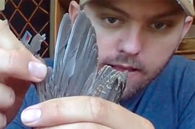 Upland Game Biologist Tell Judkins describes Quail Wing research in his video: https://youtu.be/BNEtnUHPK6E Article Image Alt Text