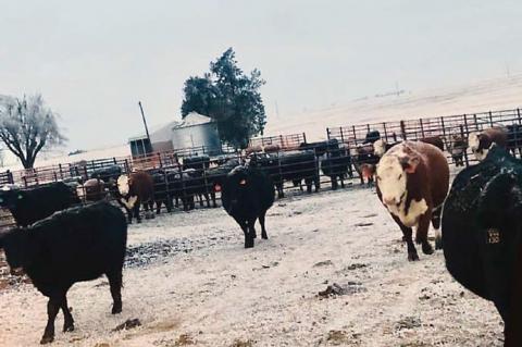 Aid available for deep freeze cattle loss