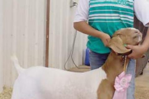 Junior Livestock Show Reserve Grand Champions