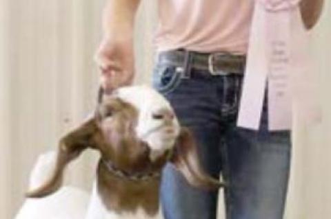 Junior Livestock Show Reserve Grand Champions