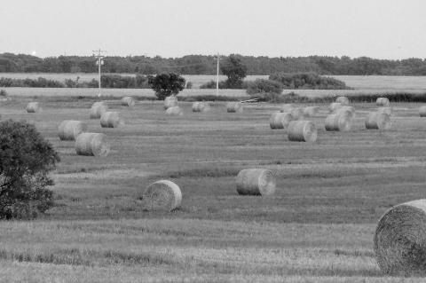 Wet weather brings hay crop bounty