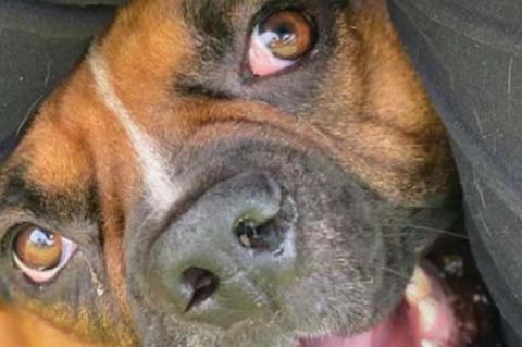 Happy National DOG DAY 