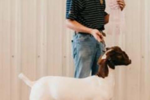 kingfisher County Fair Livestock show winners