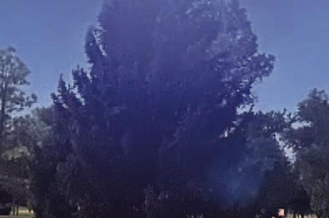 One tree lighting down...one to go