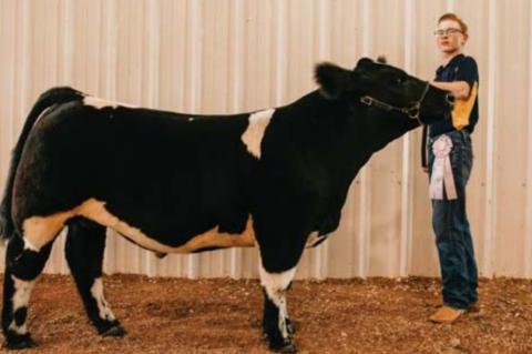 kingfisher County Fair Livestock show winners