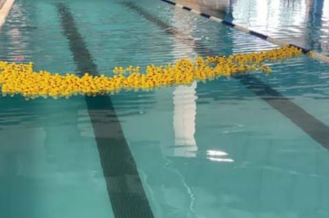 Lotsa Ducks = Big Bucks