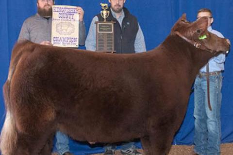 COUNTY SPRING STOCK SHOW RESULTS