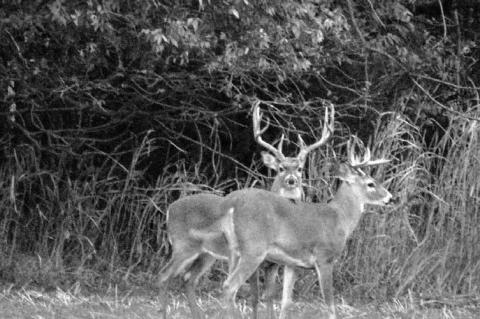 Deer, other fall hunting seasons under way