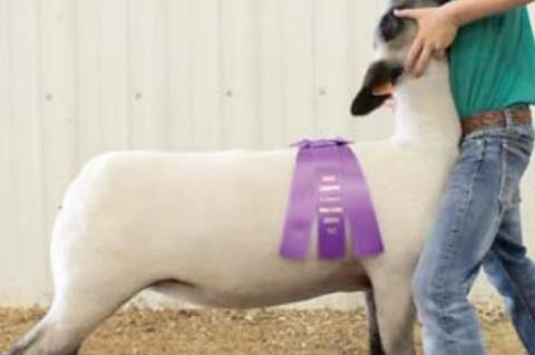 Junior Livestock Show Grand Champions