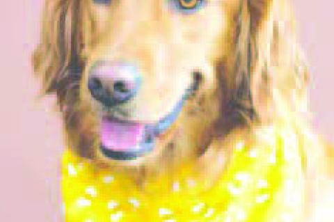 Bailey the Comfort Dog