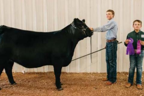 kingfisher County Fair Livestock show winners