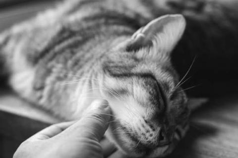 Pets and chronic pain: