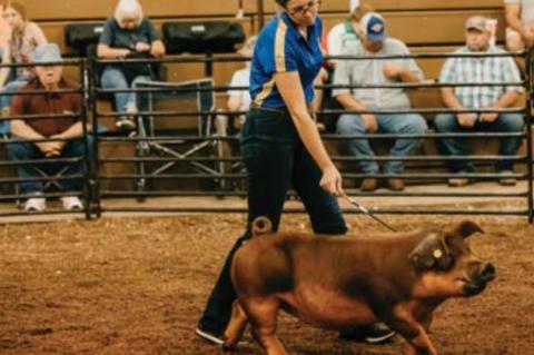 kingfisher County Fair Livestock show winners