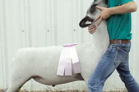 Junior Livestock Show Reserve Grand Champions