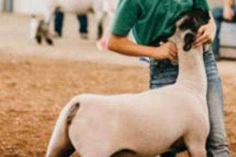 kingfisher County Fair Livestock show winners