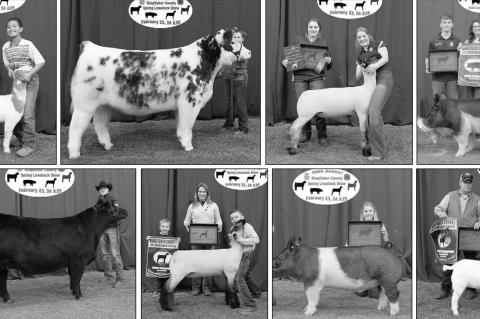 County Spring Livestock Show results listed