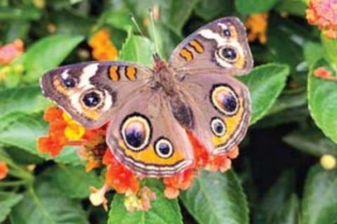 Nurses of a different sort