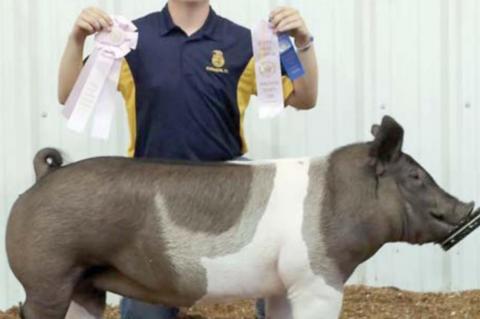 Junior Livestock Show Reserve Grand Champions