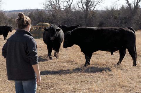 Extreme cold temps may impact bull fertility