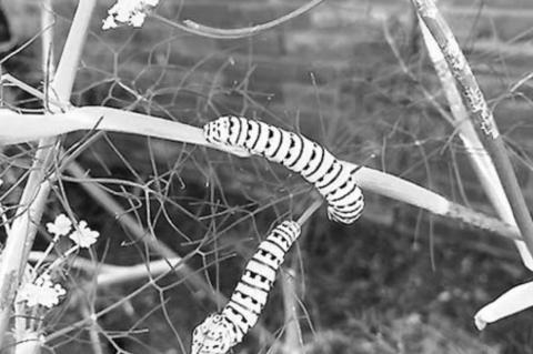 Nurses of a different sort