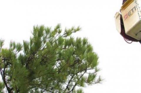 Successful Winter Nights require many, many labor-intensive days