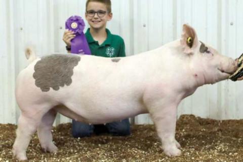 Junior Livestock Show Grand Champions