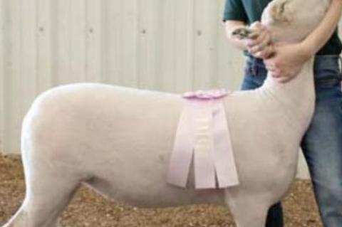 Junior Livestock Show Reserve Grand Champions