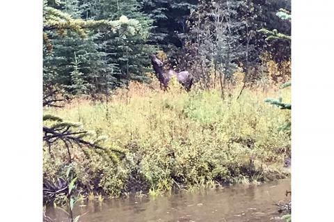 Article Image Alt Text