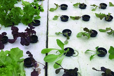 Article Image Alt Text