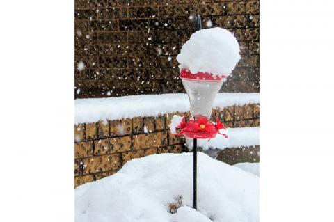 Article Image Alt Text