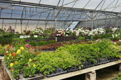 Article Image Alt Text