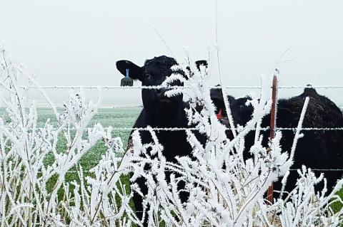 Article Image Alt Text