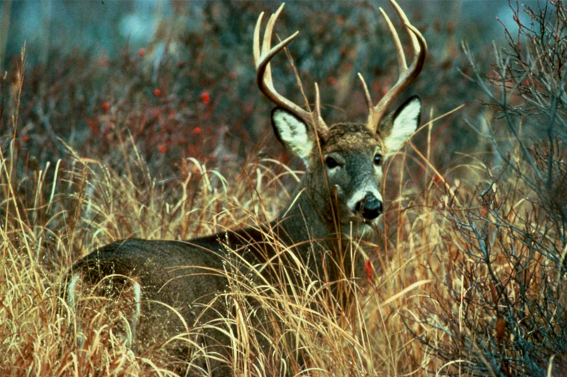 Oklahoma’s most popular deer hunting season begins Saturday