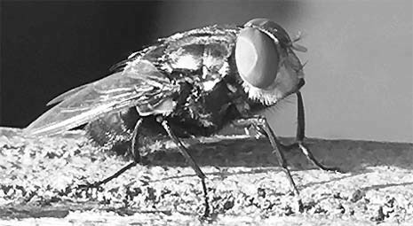OSU Extension experts provide info on New World screwworm