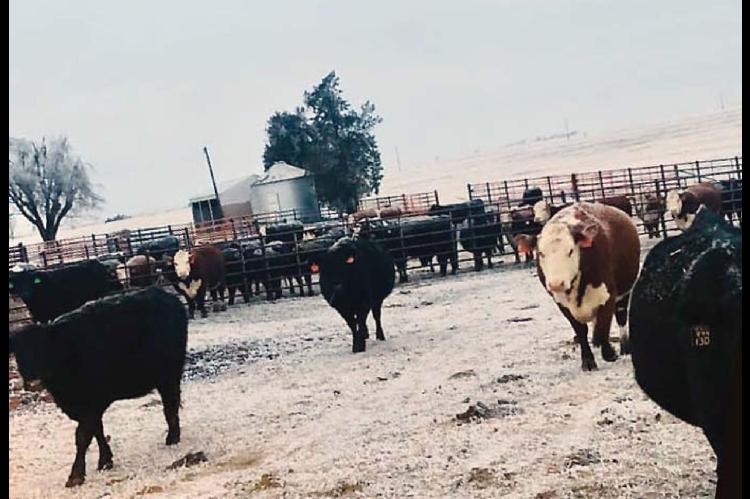 Aid available for deep freeze cattle loss