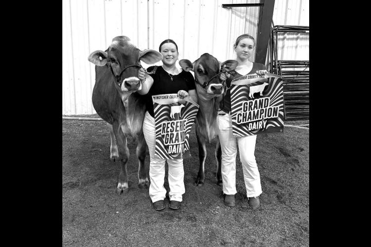 Dairy cattle