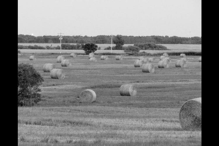 Wet weather brings hay crop bounty