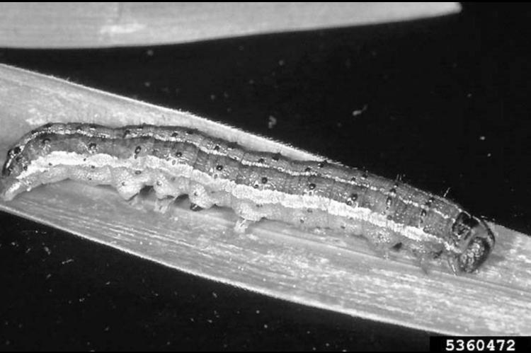 Armyworms marching on county, state