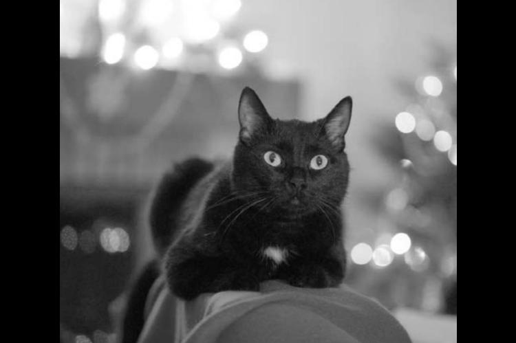 	Keeping Fluffy, Fido safe this season