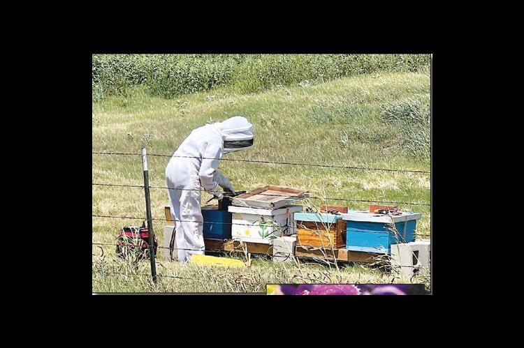 You, Me, Bees and the Sweet Truth