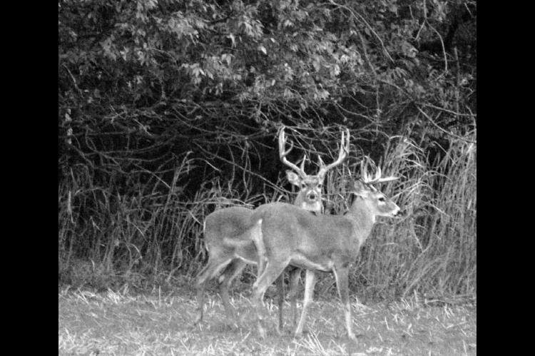 Deer, other fall hunting seasons under way