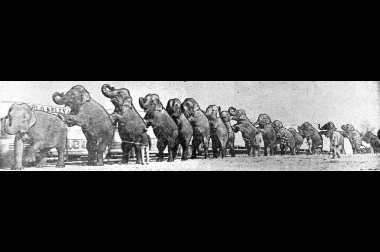 Circus Has Many Elephants