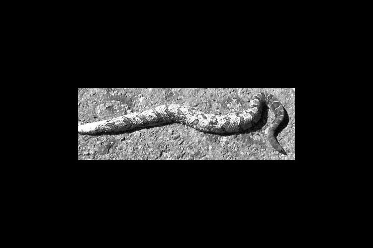 Apparent timber rattlesnake spotted in county