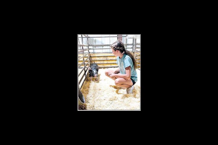 Kingfisher County’s annual livestock show starts Sunday