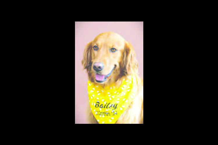 Bailey the Comfort Dog