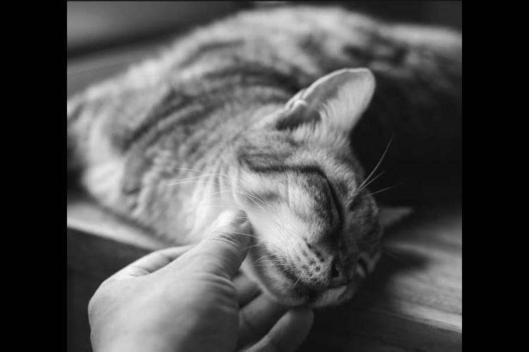 Pets and chronic pain: