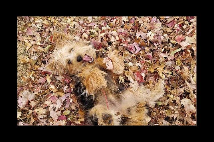 More Fall, Please