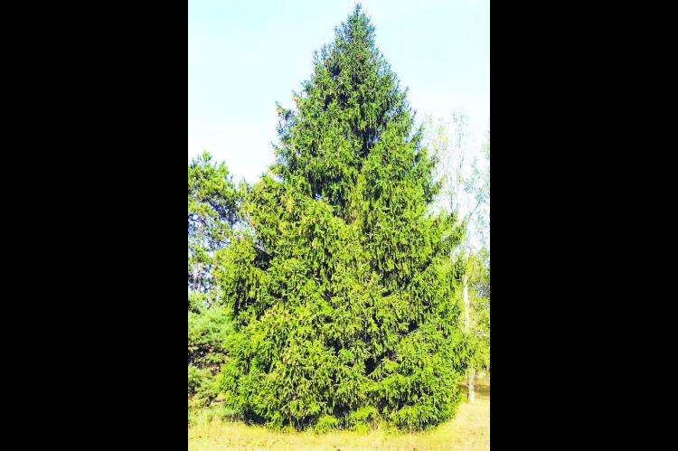 TALL ORDER – This 50-foot Norwegian Spruce is the tree that will be placed near the entrance at Kingfisher Winter Nights. It’s making a 2,000-mile journey here from Michigan and its lighting will be a part of the opening-night ceremonies. [Photo provided]