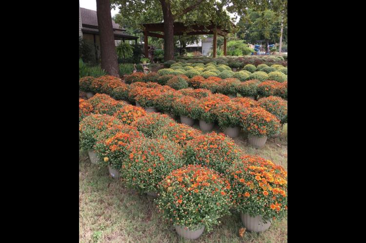 MUMS THE WORD