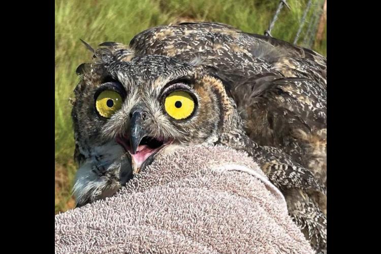 Trucker, trooper and friends rescue owl